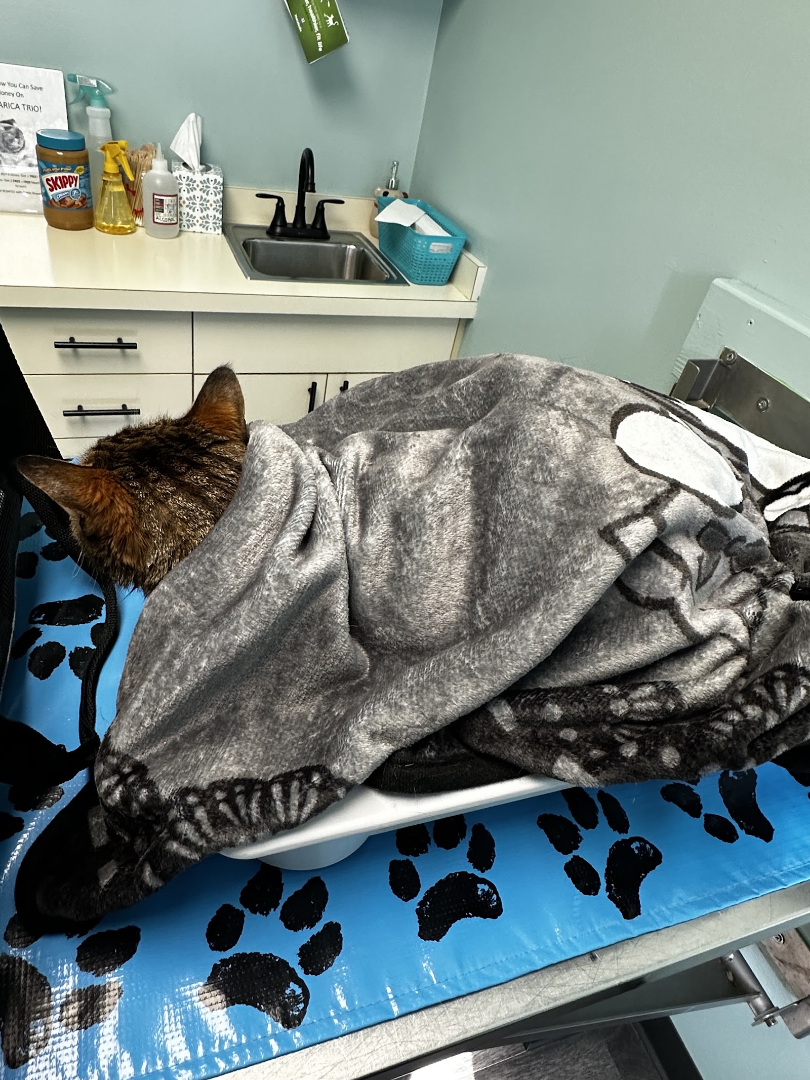 Hamilton Animal Hospital — photo